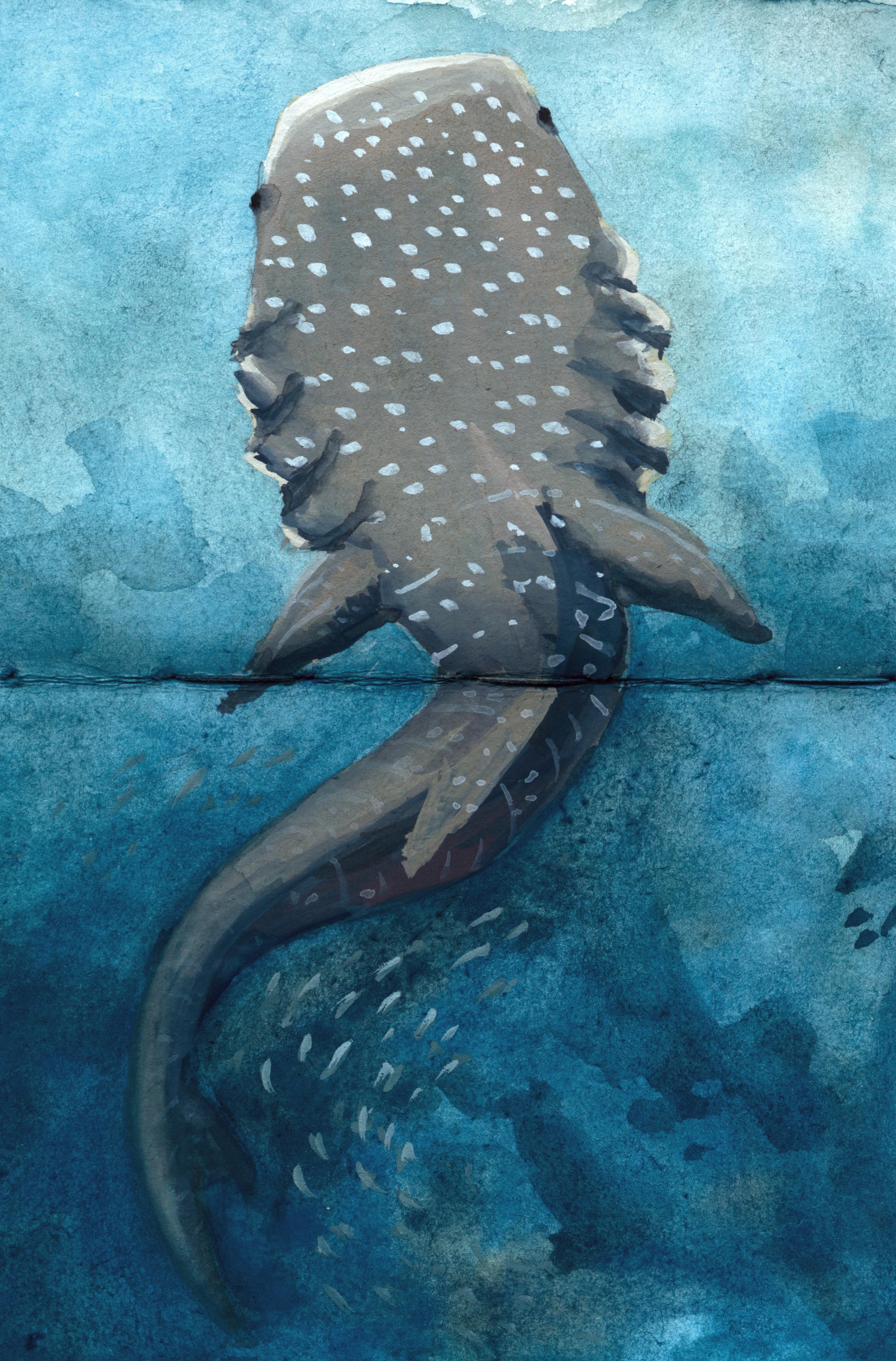 A whale shark in gray, with a mildly exaggeratedly large mouth head, curving through the water